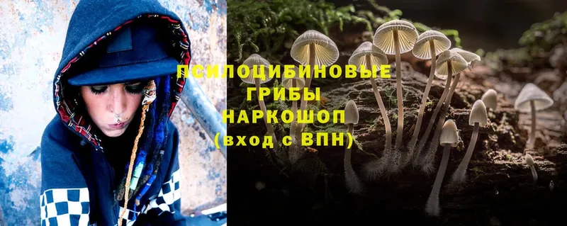 Галлюциногенные грибы Psilocybe  ссылка на мегу зеркало  Алупка 